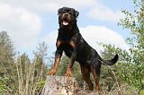 ROTTWEILER 211